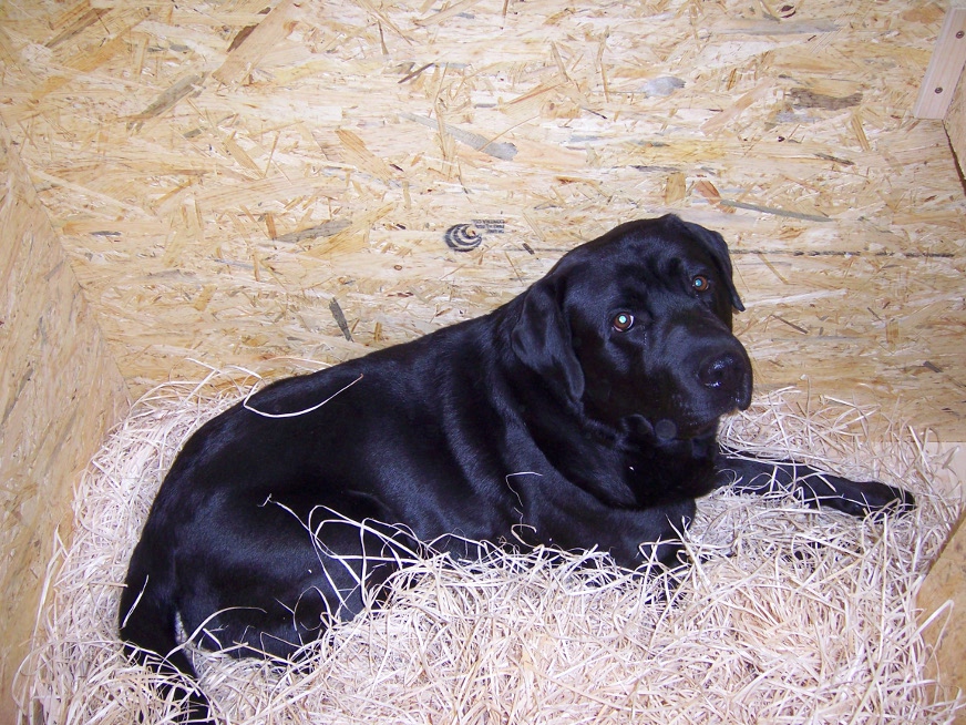 Jakou podestýlku pro psy zvolit