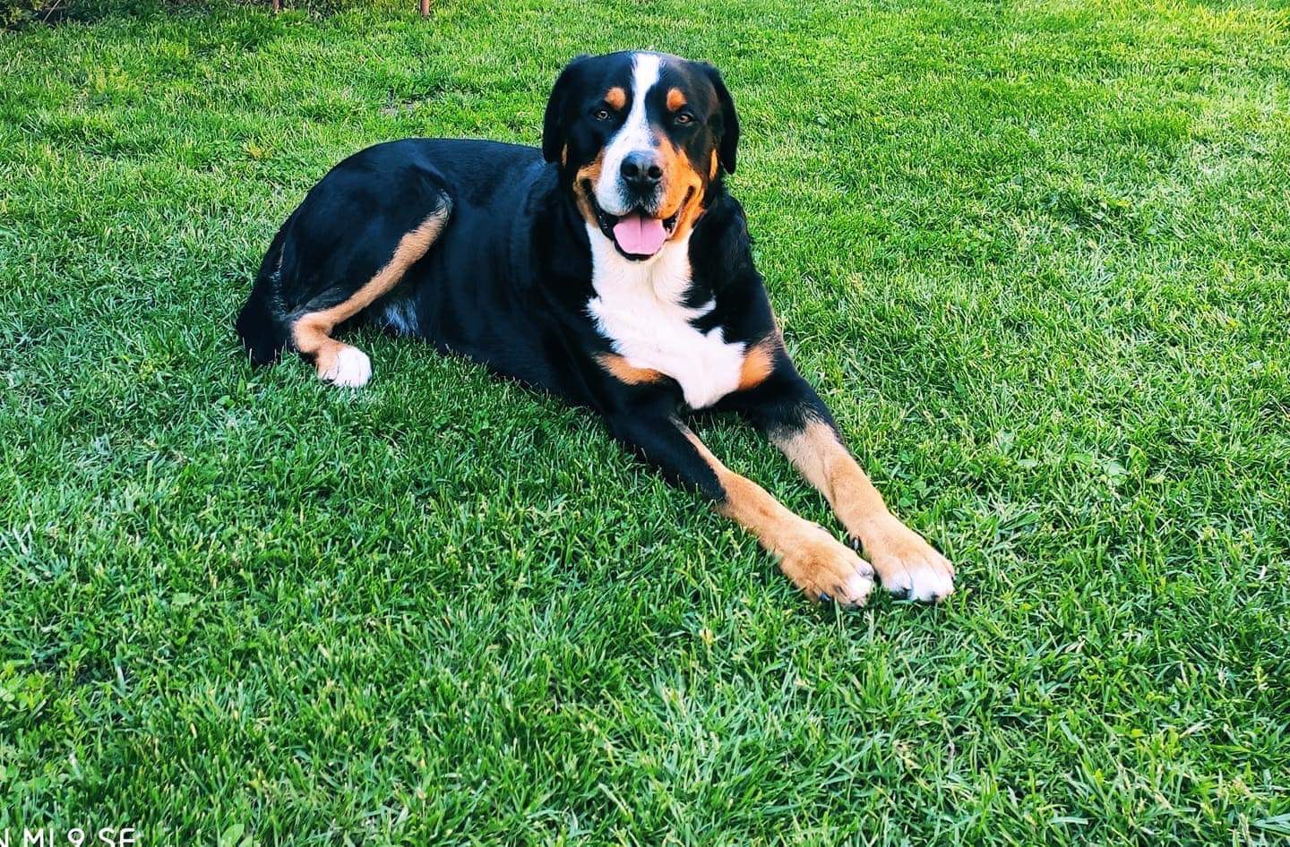 Jak pečovat o psí tlapky