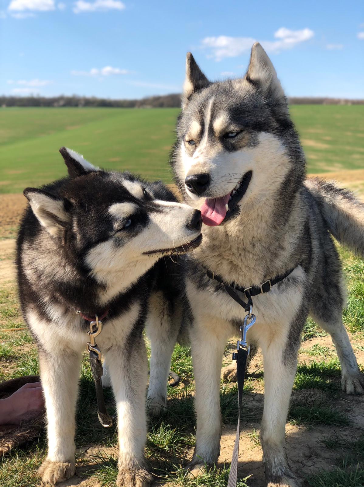 Jsou psi barvoslepí?